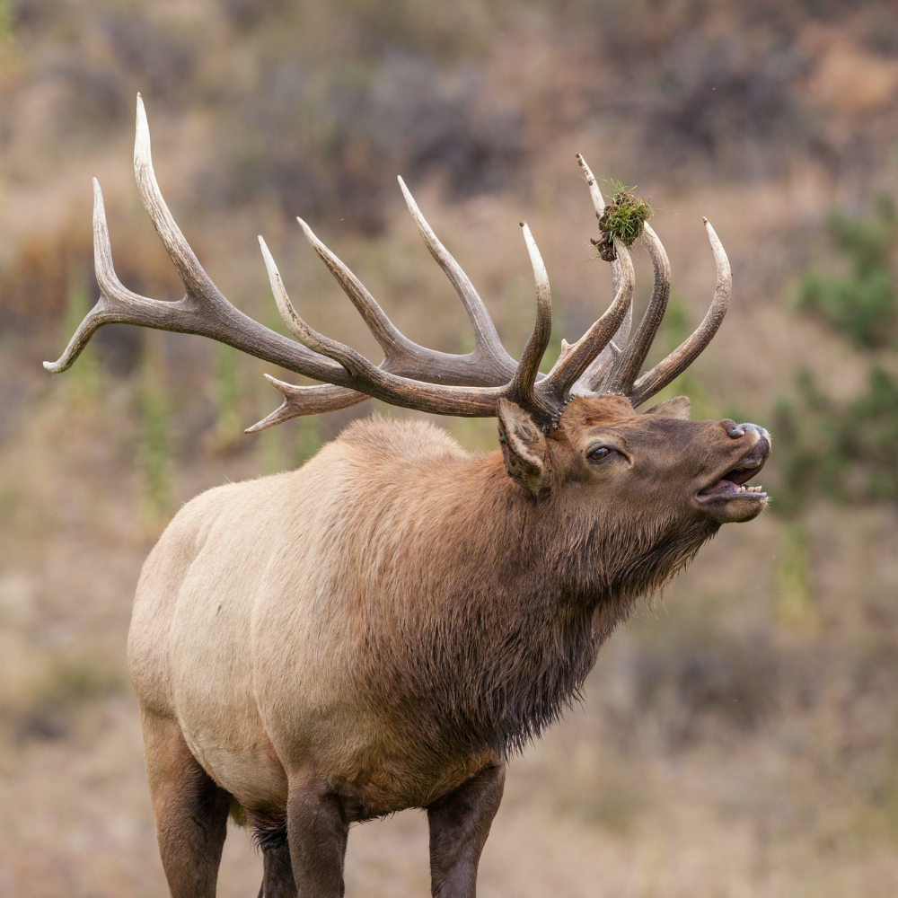 BULL ELK