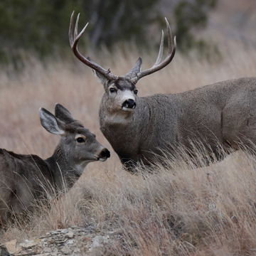 DEER PERMIT