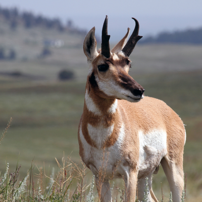 ANTELOPE (PRONGHORN)