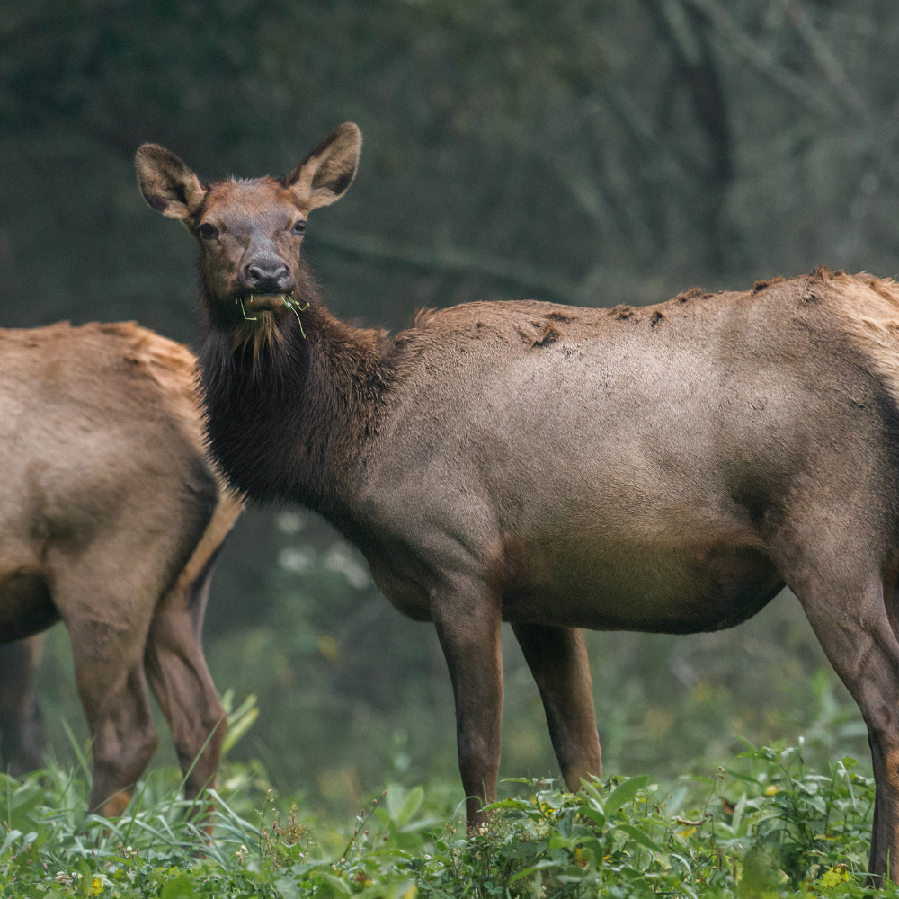 Anterless Elk Permit Hunt The Big Bo Hunt Big Bo Ranch anterless-elk-permit-hunt-the-big-bo-hunt-big-bo-ranch