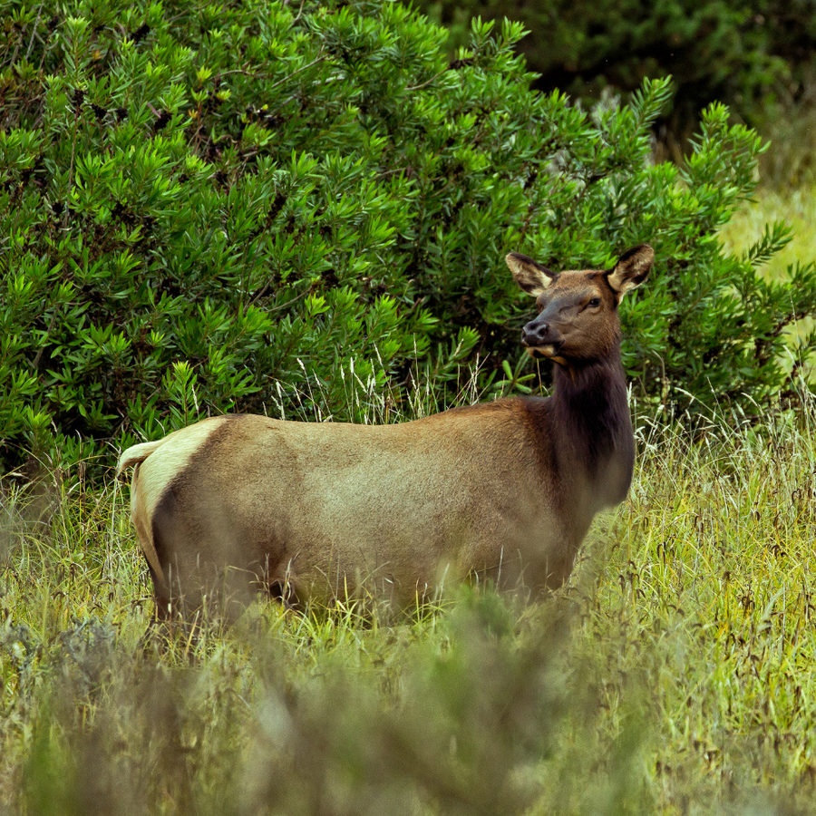 ARCHERY ANTLERLESS ELK Hunt Big Bo Ranch archery-antlerless-elk-hunt-big-bo-ranch