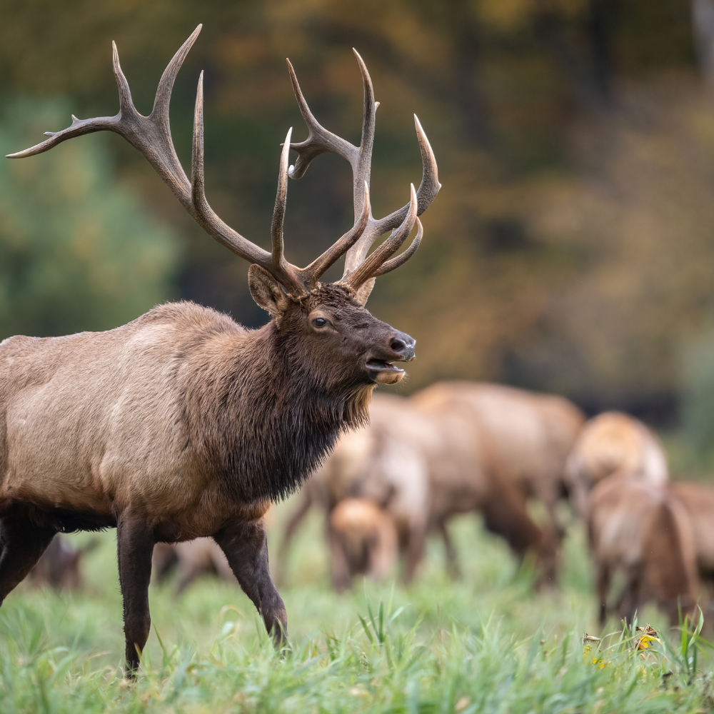 CHAMP ANY ELK β Hunt Big Bo Ranch